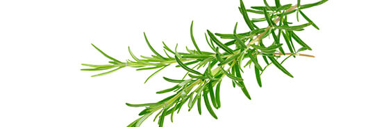 L'huile essentielle de Romarin à Camphre